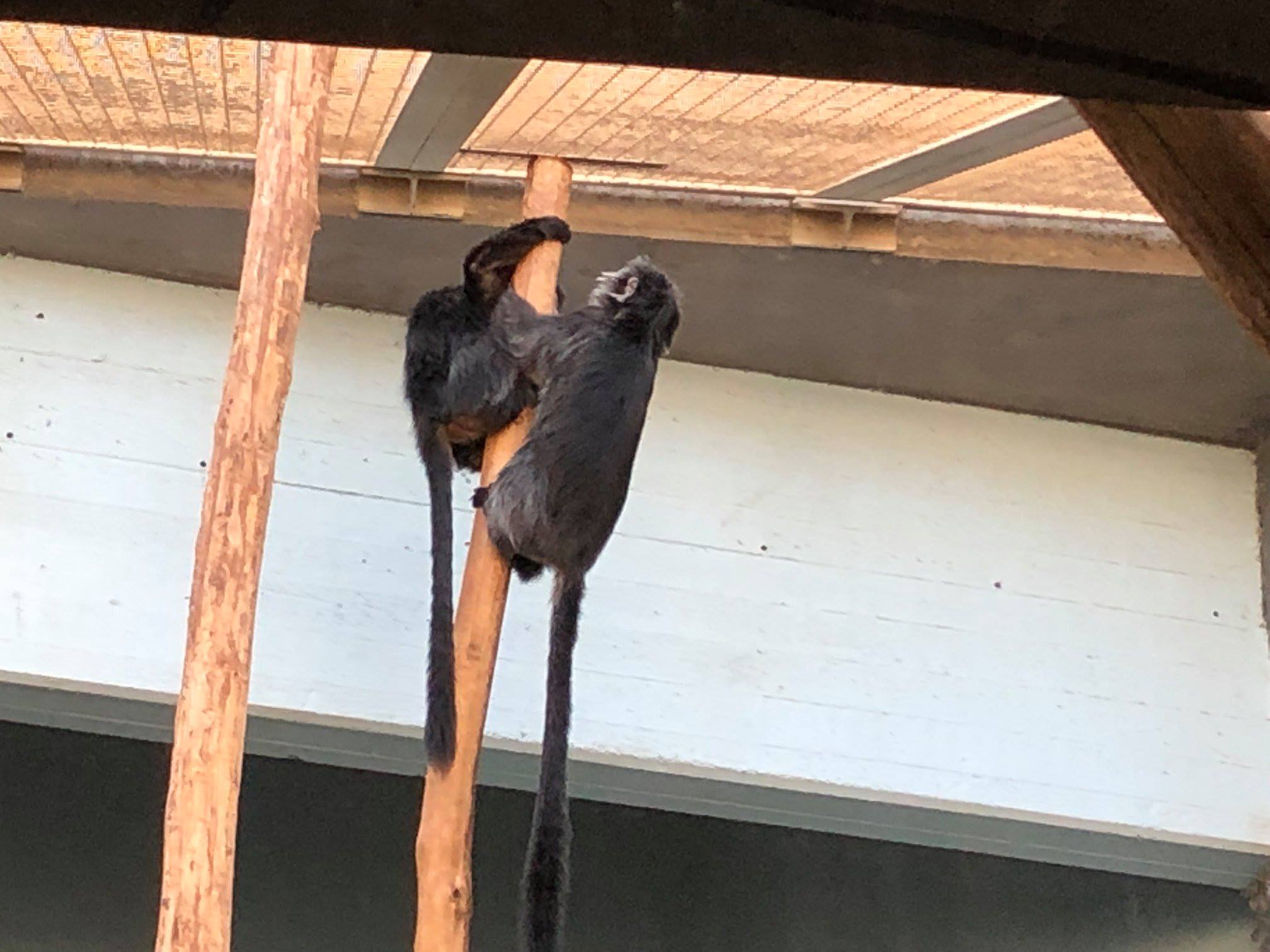 Sint-Martinus den XIIde - Zoo Antwerpen Kapoenen